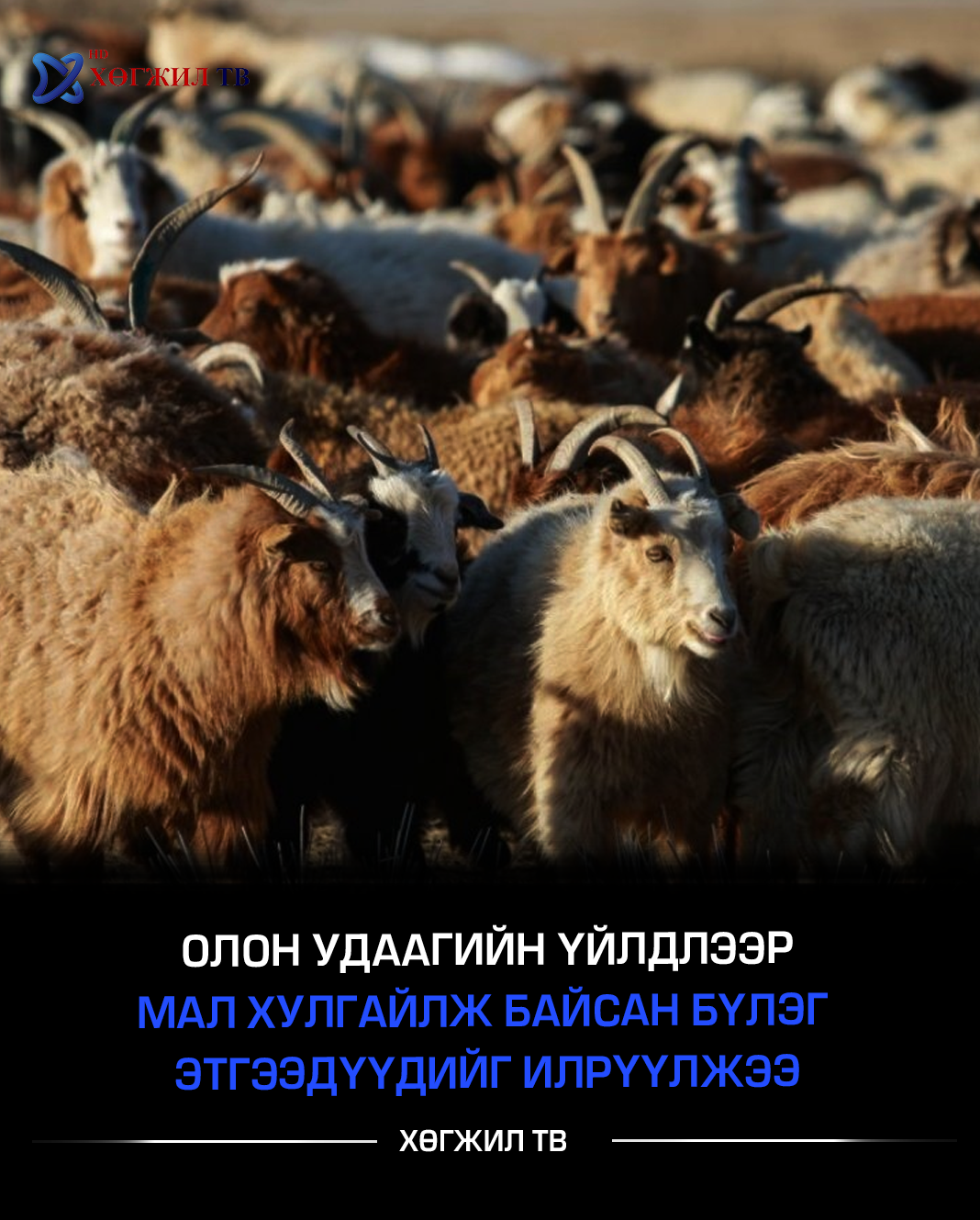 Олон удаагийн үйлдлээр мал хулгайлж байсан бүлэг этгээдүүдийг илрүүлэн саатуулжээ